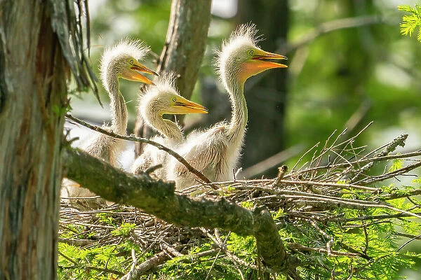 USA, Louisiana, Evangeline Parish. Great egret chicks in nest
