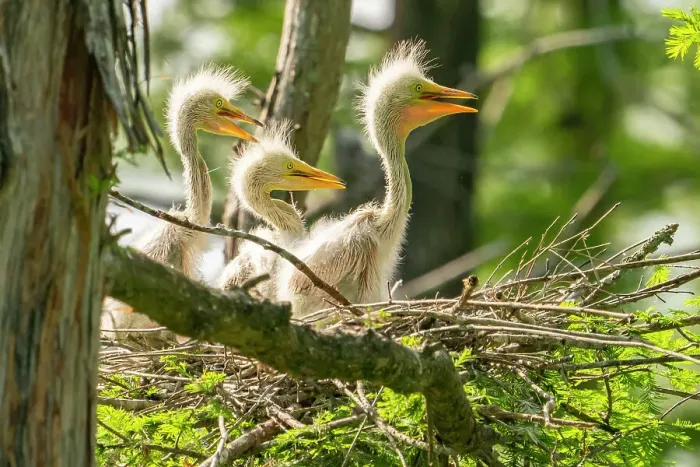 Framed Print : USA, Louisiana, Evangeline Parish. Great egret chicks in nest