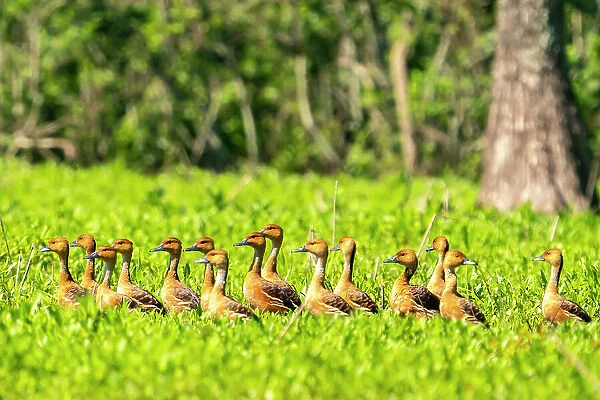 USA, Louisiana, Evangeline Parish. Fulvous whistling duck flock in grass