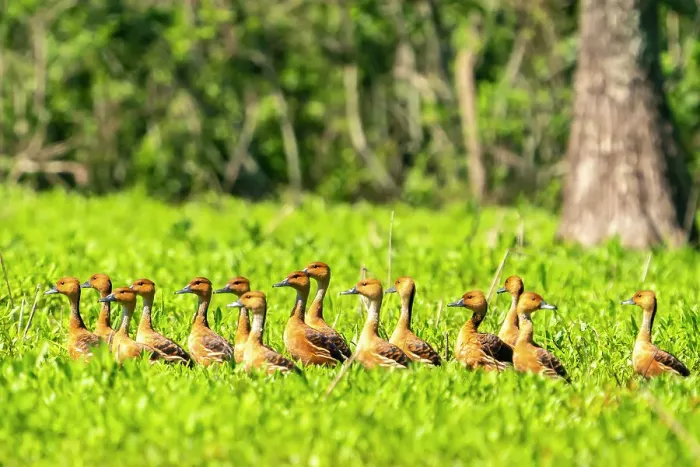 Framed Print : USA, Louisiana, Evangeline Parish. Fulvous whistling duck flock in grass Framed Print : USA, Louisiana, Evangeline Parish. Fulvous whistling duck flock in grass