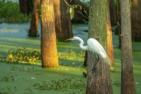 USA, Louisiana, Evangeline Parish. Great egret and swamp