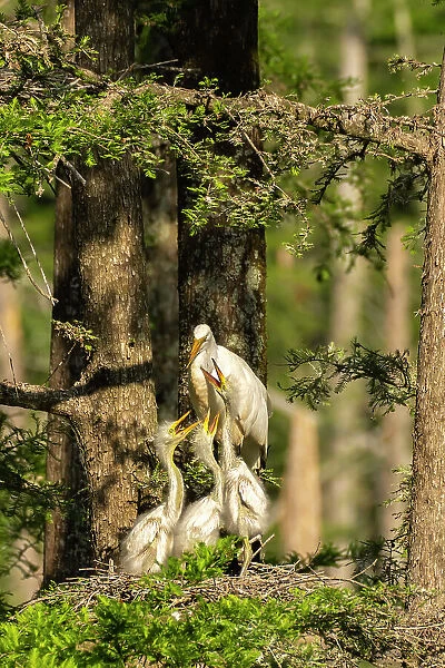 USA, Louisiana, Evangeline Parish. Great egret at nest with chicks