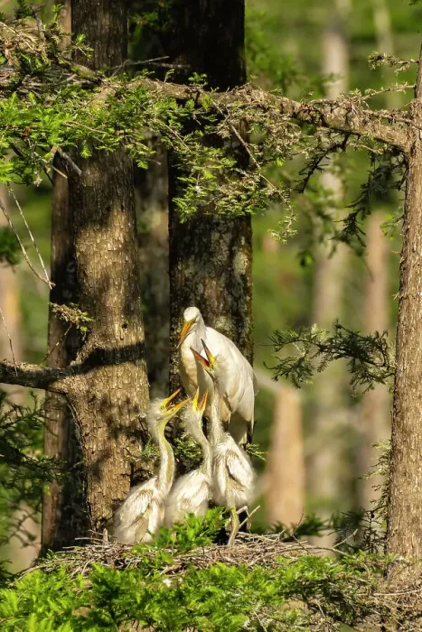 Framed Print : USA, Louisiana, Evangeline Parish. Great egret at nest with chicks Framed Print : USA, Louisiana, Evangeline Parish. Great egret at nest with chicks