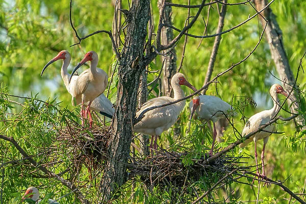 USA, Louisiana, Evangeline Parish. White ibis birds in tree nests