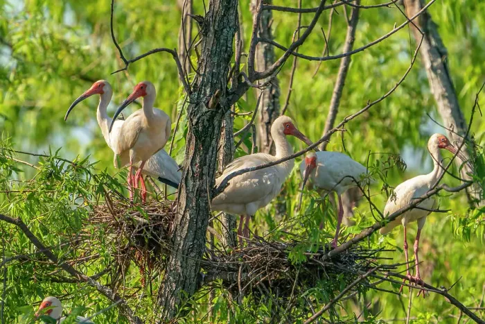 Framed Print : USA, Louisiana, Evangeline Parish. White ibis birds in tree nests Framed Print : USA, Louisiana, Evangeline Parish. White ibis birds in tree nests