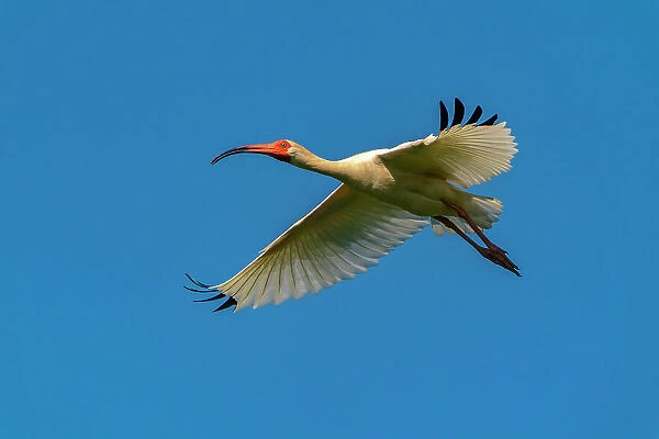 USA, Louisiana, Evangeline Parish. White ibis in flight