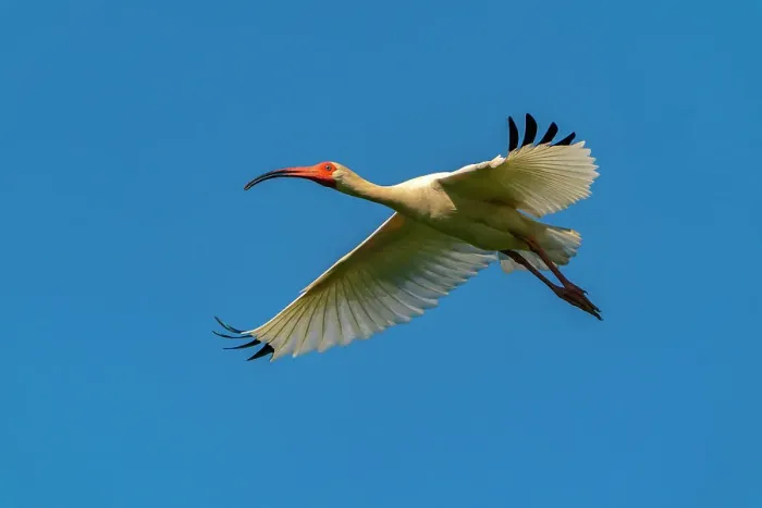 Framed Print : USA, Louisiana, Evangeline Parish. White ibis in flight Framed Print : USA, Louisiana, Evangeline Parish. White ibis in flight