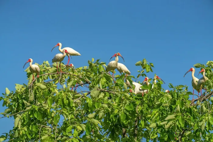 Framed Print : USA, Louisiana, Evangeline Parish. White ibis flock in tree Framed Print : USA, Louisiana, Evangeline Parish. White ibis flock in tree