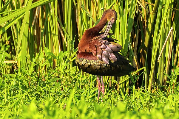 USA, Louisiana, Evangeline Parish. White-faced ibis preening