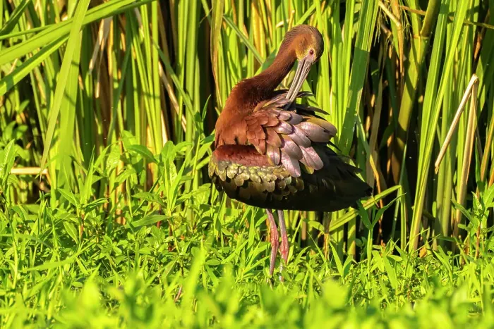 Framed Print : USA, Louisiana, Evangeline Parish. White-faced ibis preening Framed Print : USA, Louisiana, Evangeline Parish. White-faced ibis preening