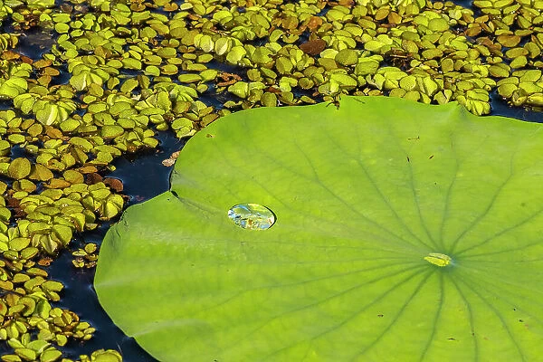 USA, Louisiana, Evangeline Parish. Water lily pad and duckweed