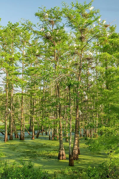 USA, Louisiana, Evangeline Parish. Swamp with egrets in cypress trees