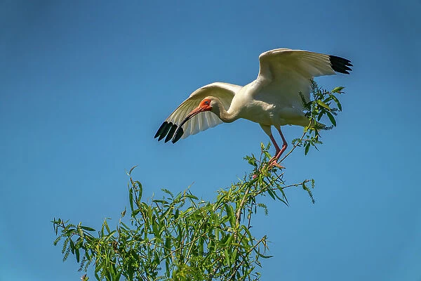 USA, Louisiana, Evangeline Parish. White ibis bird in tree