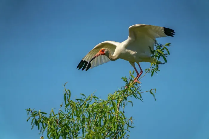 Framed Print : USA, Louisiana, Evangeline Parish. White ibis bird in tree