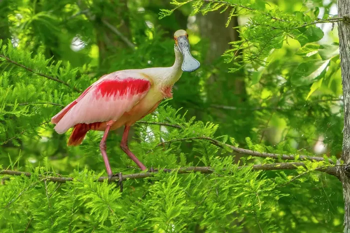 Framed Print : USA, Louisiana, Evangeline Parish. Roseate spoonbill in breeding plumage
