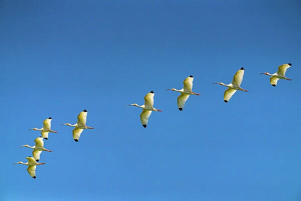 USA, Louisiana, Evangeline Parish. White ibis birds in flight