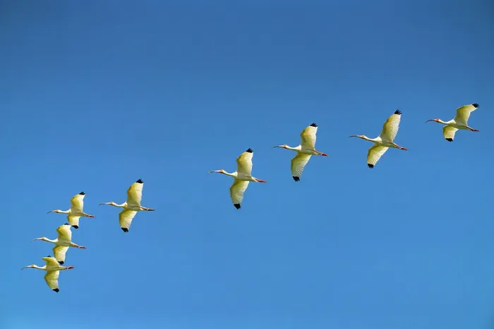 Framed Print : USA, Louisiana, Evangeline Parish. White ibis birds in flight Framed Print : USA, Louisiana, Evangeline Parish. White ibis birds in flight