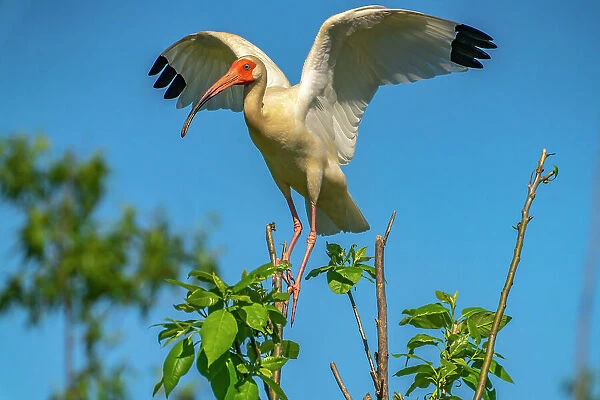 USA, Louisiana, Evangeline Parish. White ibis landing in tree