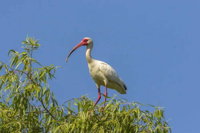 Framed Print : USA, Louisiana, Evangeline Parish. White ibis on tree top Framed Print : USA, Louisiana, Evangeline Parish. White ibis on tree top
