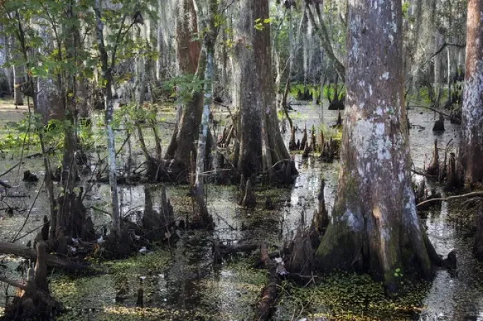 Framed Print : USA, Louisiana, Jean Lafitte. National Historic Park and Preserve, swamp trail, morning Framed Print : USA, Louisiana, Jean Lafitte. National Historic Park and Preserve, swamp trail, morning
