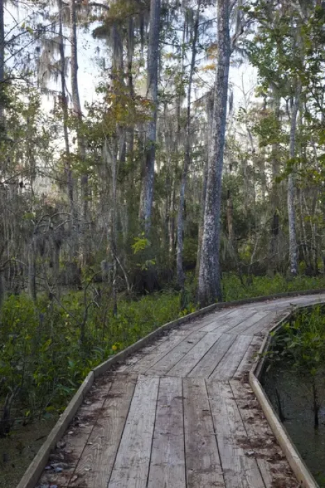 Framed Print : USA, Louisiana, Jean Lafitte. National Historic Park and Preserve, swamp trail, morning Framed Print : USA, Louisiana, Jean Lafitte. National Historic Park and Preserve, swamp trail, morning
