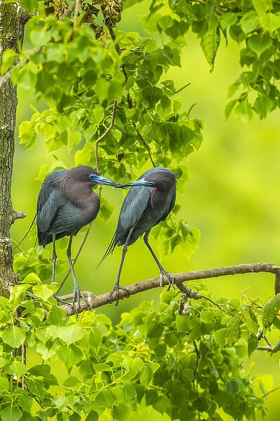 USA, Louisiana, Jefferson Island. Little blue heron courtship behavior. Credit as