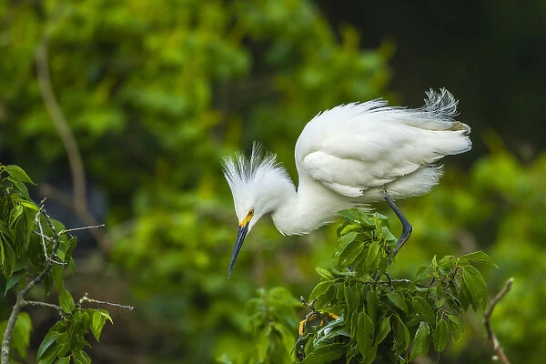 USA, Louisiana, Jefferson Island. Snowy egret on limb