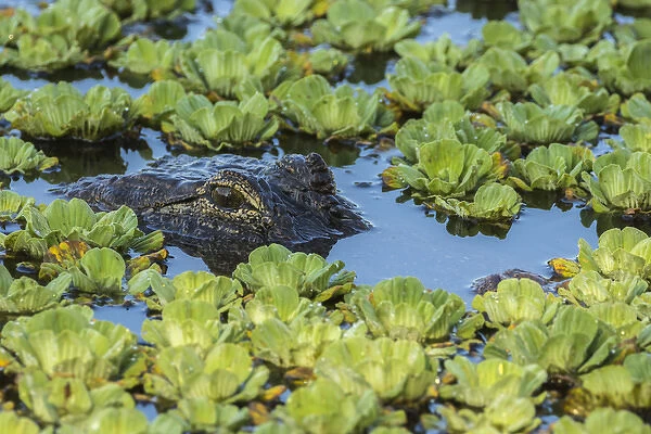 USA, Louisiana, Jefferson Island. Alligator in swamp lettuce