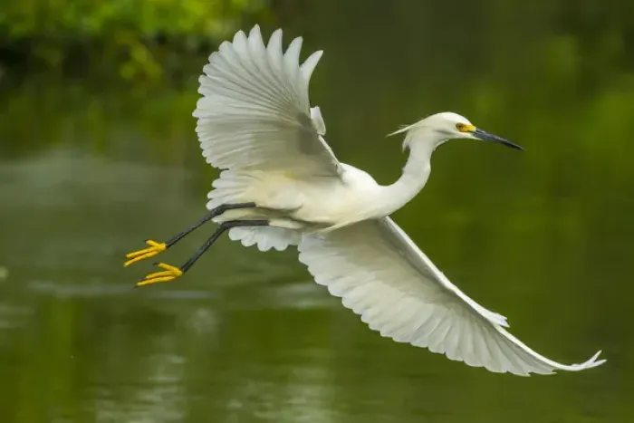 Framed Print : USA, Louisiana, Jefferson Island. Snowy egret in flight over lake Framed Print : USA, Louisiana, Jefferson Island. Snowy egret in flight over lake