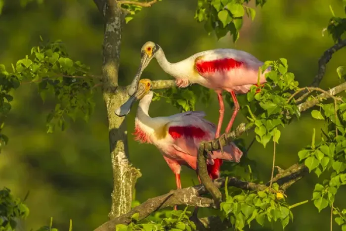 Framed Print : USA, Louisiana, Jefferson Island. Roseate spoonbill pair