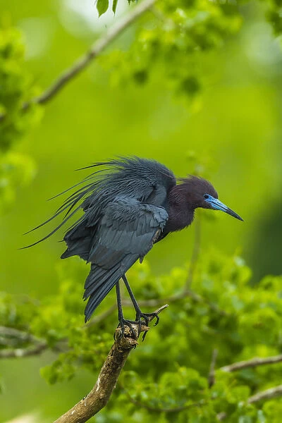 USA, Louisiana, Jefferson Island. Little blue heron on limb