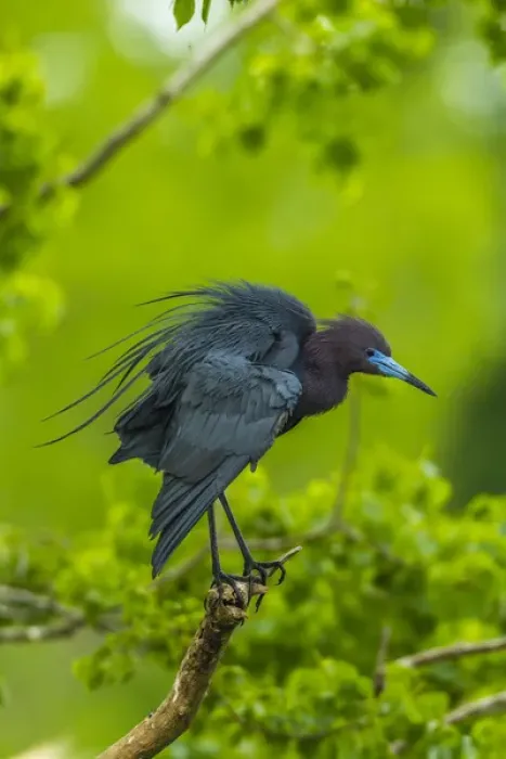 Framed Print : USA, Louisiana, Jefferson Island. Little blue heron on limb Framed Print : USA, Louisiana, Jefferson Island. Little blue heron on limb