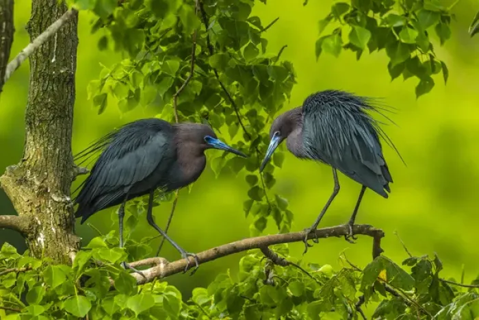 Framed Print : USA, Louisiana, Jefferson Island. Little blue heron courtship behavior. Credit as Framed Print : USA, Louisiana, Jefferson Island. Little blue heron courtship behavior. Credit as