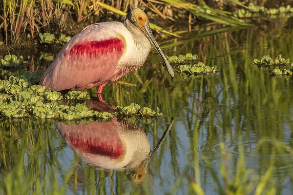 USA, Louisiana, Jefferson Island. Roseate spoonbill reflecting in water. Credit as