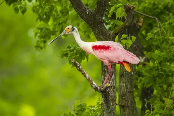 Framed Print : USA, Louisiana, Jefferson Island. Roseate spoonbill on limb Framed Print : USA, Louisiana, Jefferson Island. Roseate spoonbill on limb