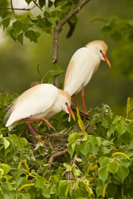 Framed Print : USA, Louisiana, Jefferson Island. Cattle egrets nest building Framed Print : USA, Louisiana, Jefferson Island. Cattle egrets nest building