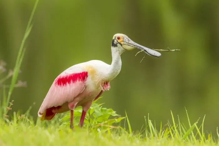 Framed Print : USA, Louisiana, Jefferson Island. Roseate spoonbill with stick for nest. Credit as