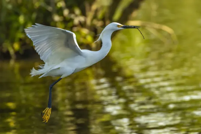 Framed Print : USA, Louisiana, Jefferson Island. Flying snowy egret brings stick to build nest Framed Print : USA, Louisiana, Jefferson Island. Flying snowy egret brings stick to build nest