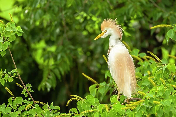 USA, Louisiana, Jefferson Island. Cattle egret in breeding plumage