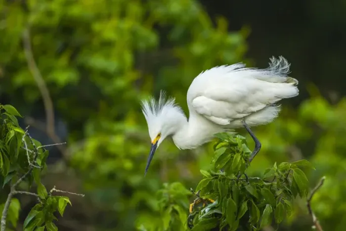 Framed Print : USA, Louisiana, Jefferson Island. Snowy egret on limb