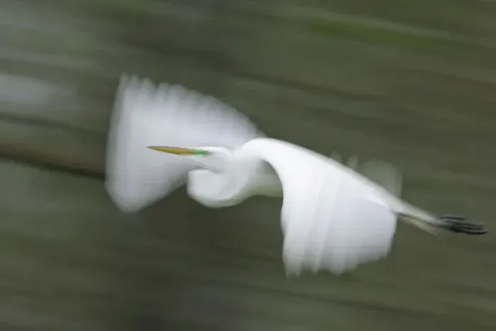 Framed Print : USA, Louisiana, Lake Martin. Abstract blur of great egret in flight