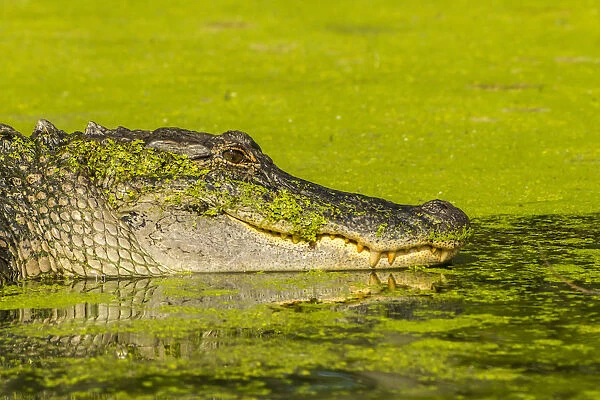 USA, Louisiana, Lake Martin. Alligator basking on sunken log