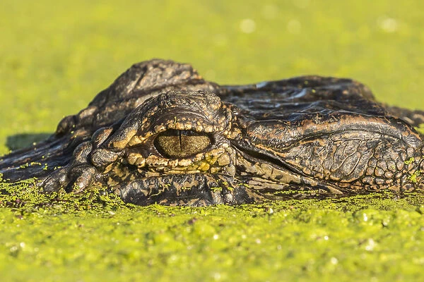 USA, Louisiana, Lake Martin. Alligator head on swamp surface