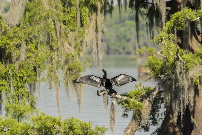 Framed Print : USA, Louisiana, Lake Martin. Anhinga drying its wings