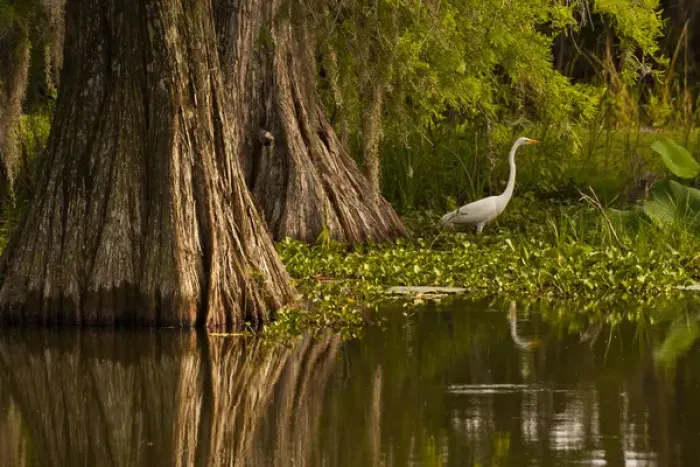 Framed Print : USA, Louisiana, Lake Martin. Bald cypress and great egret in swamp