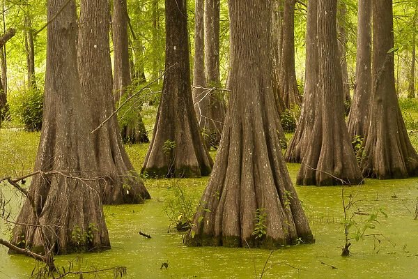 USA, Louisiana, Lake Martin. Bald cypress trees and duck weed