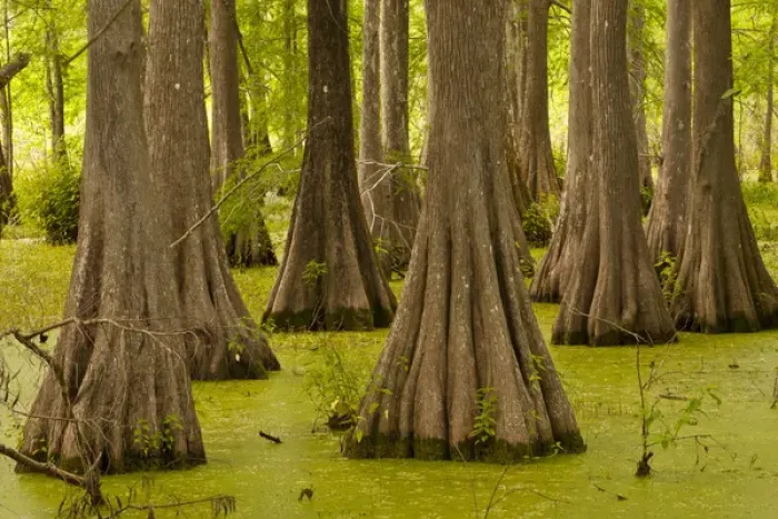 Framed Print : USA, Louisiana, Lake Martin. Bald cypress trees and duck weed