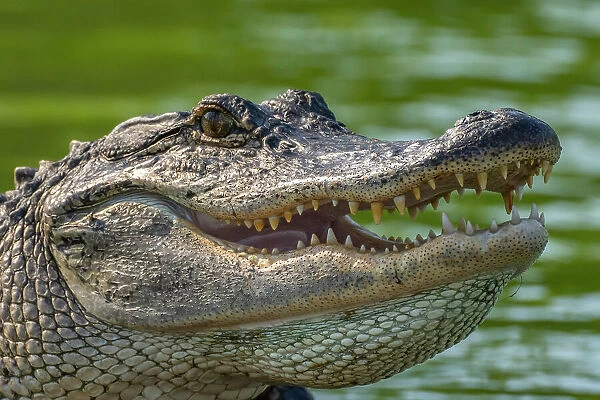 USA, Louisiana, Lake Martin. Close-up of alligator cooling off
