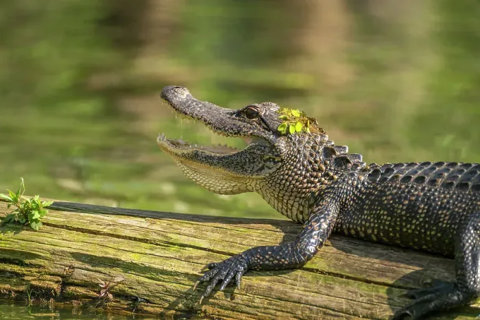 Framed Print : USA, Louisiana, Lake Martin. Close-up of alligator cooling off Framed Print : USA, Louisiana, Lake Martin. Close-up of alligator cooling off