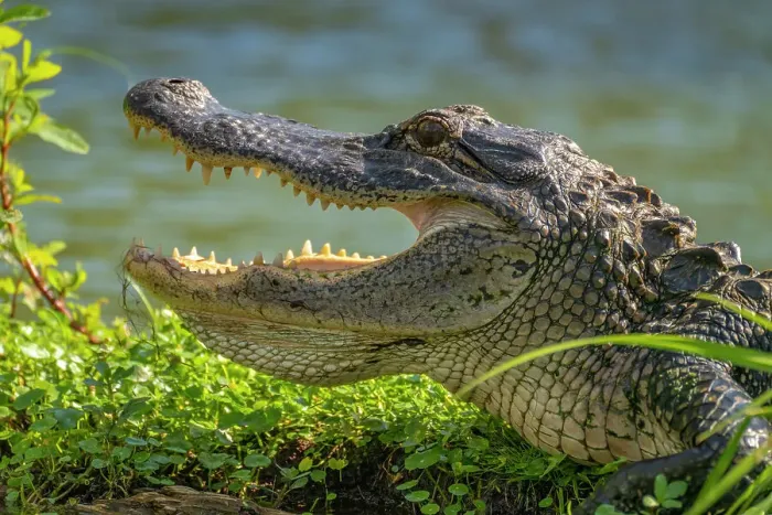 Framed Print : USA, Louisiana, Lake Martin. Close-up of alligator cooling off Framed Print : USA, Louisiana, Lake Martin. Close-up of alligator cooling off
